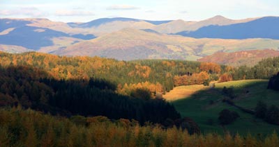 Grizedale Forest